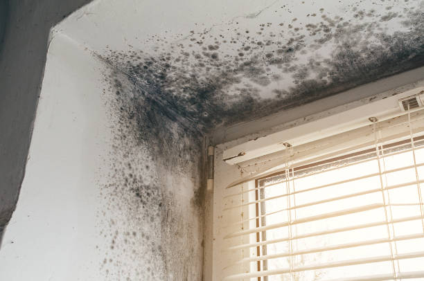Affordable Bathroom Mold Removal solutions in New Brunswick, NJ